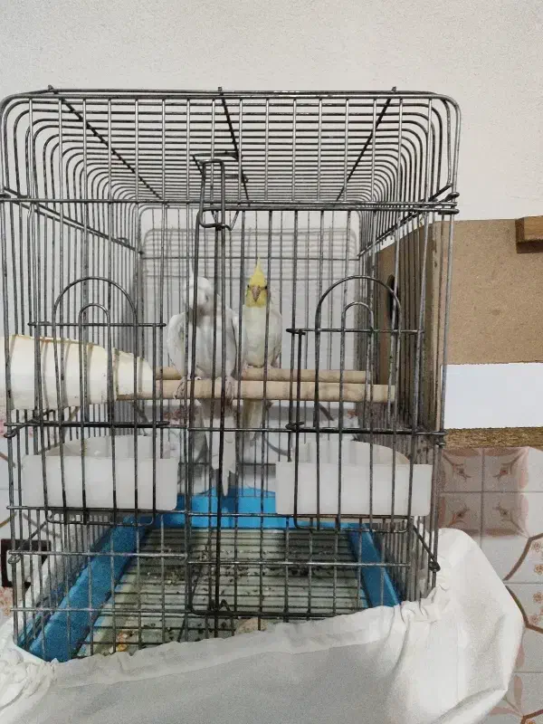 عروس هلندی ماده و نر تک یا جفت دستی قفس و لونه|پرنده|مرودشت, فرهنگ|دیوار