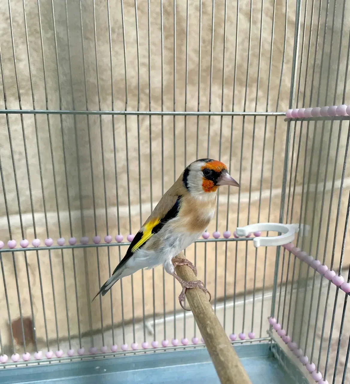 سهره گمشده|پرنده|قدس, شهرقدس|دیوار