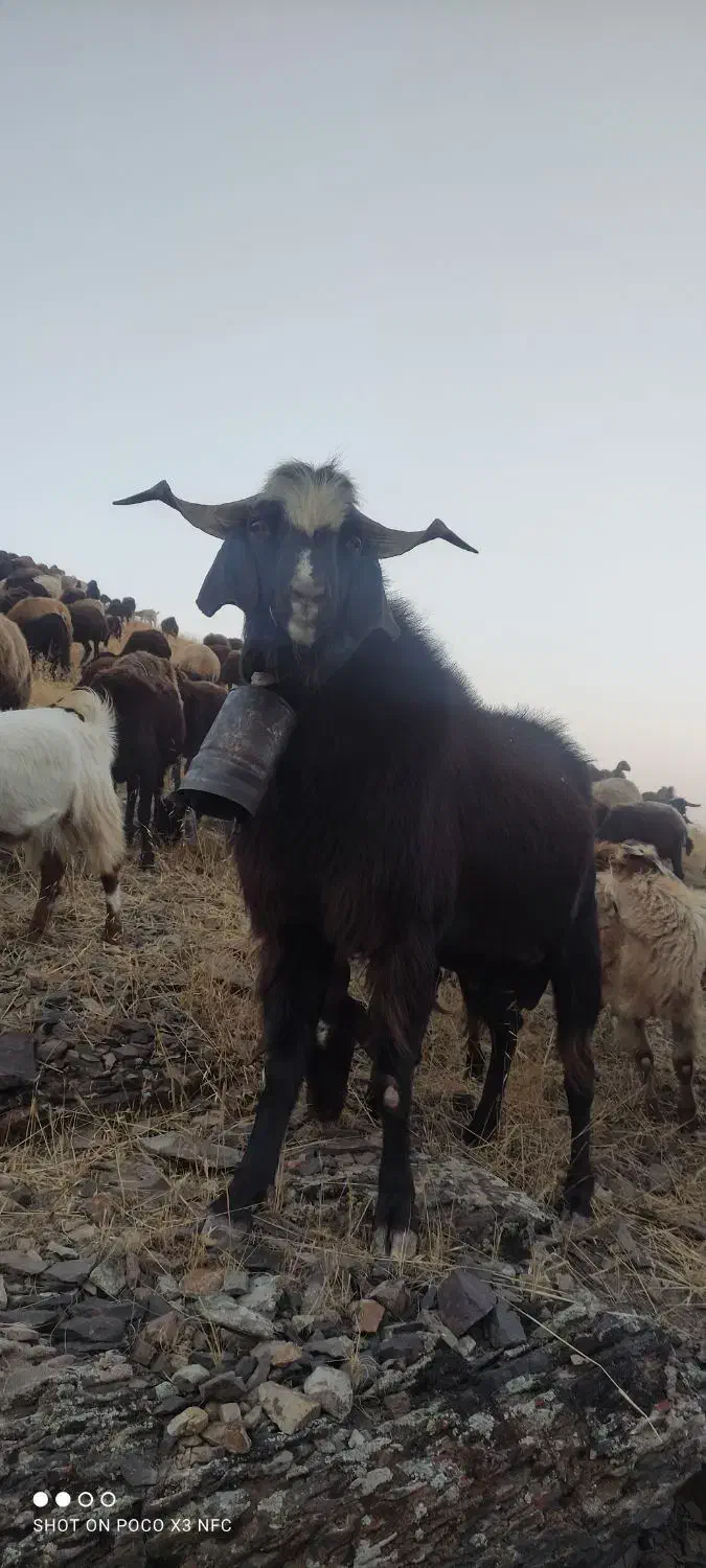 بزن نر س ساله|حیوانات مزرعه|طارم, |دیوار