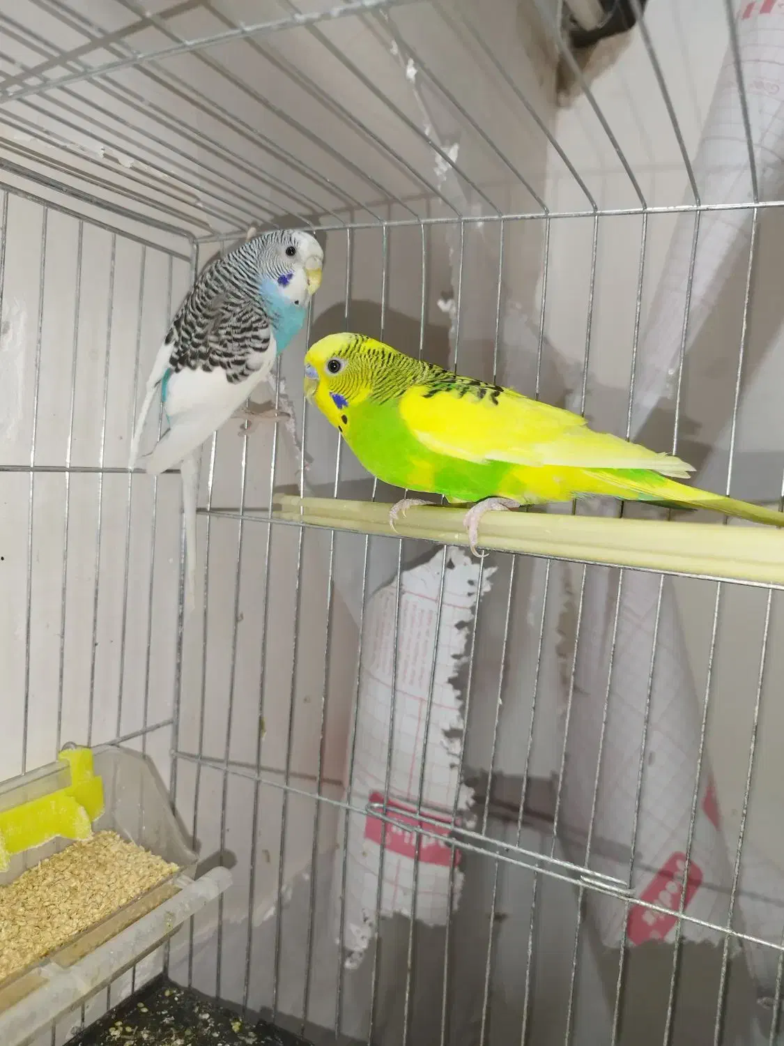 جفت کوتوله اهلی وجفت مرغ عشق|پرنده|بیرجند, |دیوار