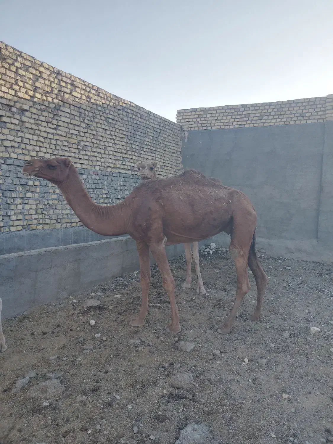 شترارام برای پروار|حیوانات مزرعه|ندوشن, |دیوار