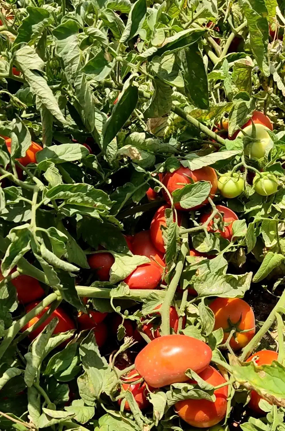 بذر گوجه فرنگی بریویو|خدمات باغبانی و درختکاری|تهران, جردن|دیوار