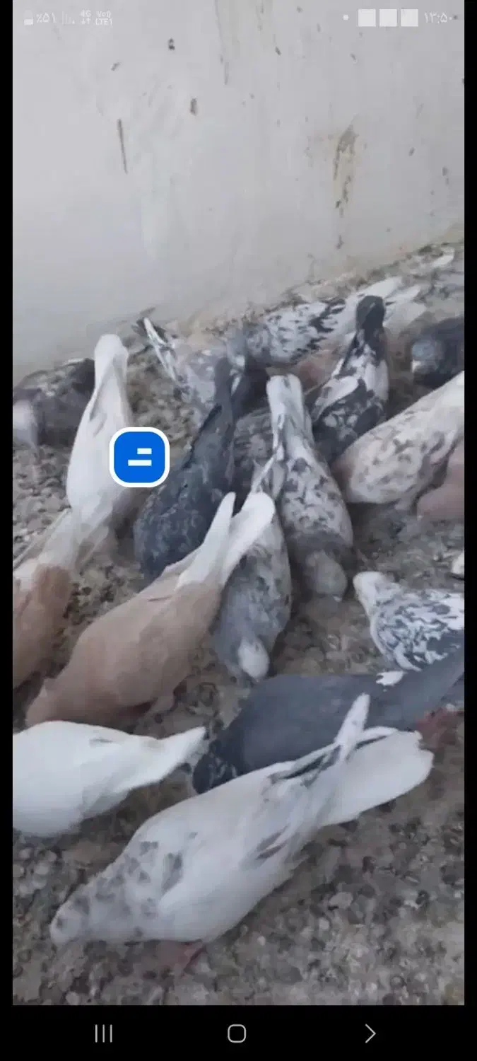 فروش کبوتر خوب|پرنده|بومهن, |دیوار