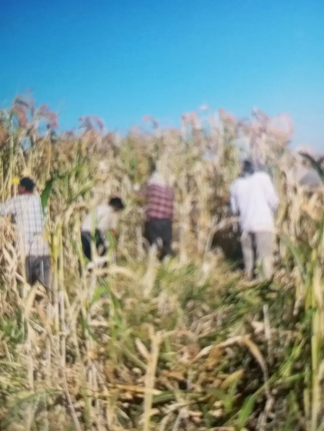 اکیپ کارگر داریم برای باغ و مزرعه|خدمات باغبانی و درختکاری|بروجرد, |دیوار