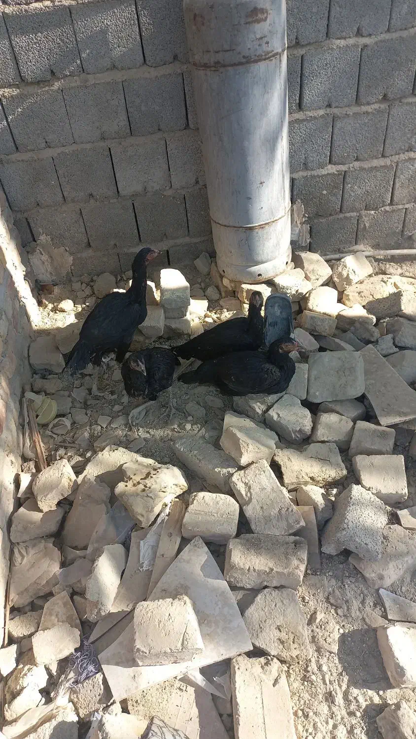 مرغ نسل دار|حیوانات مزرعه|سراوان, |دیوار