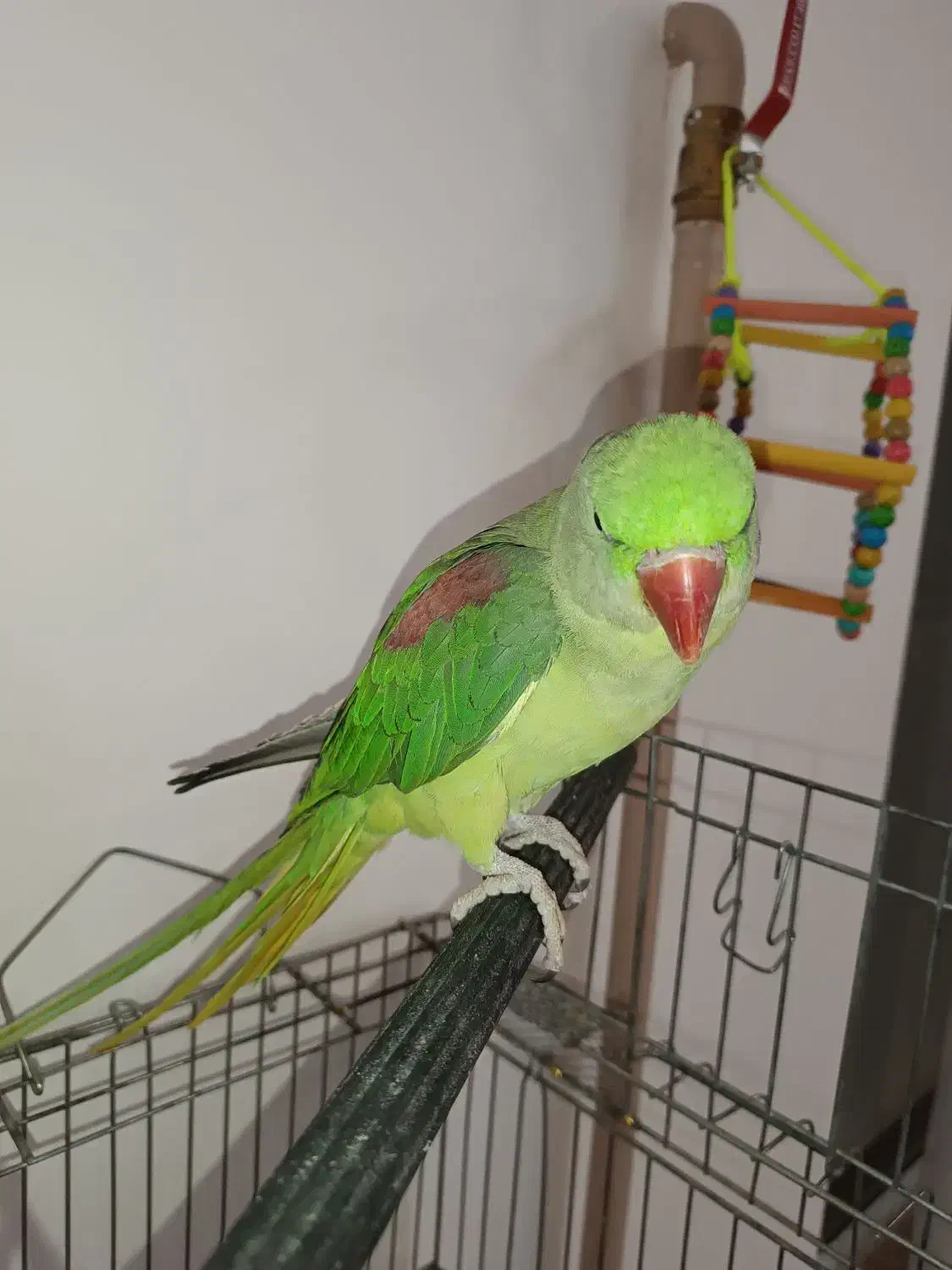 شاه طوطی سخنگو ۹ ماهه|پرنده|سهند, |دیوار