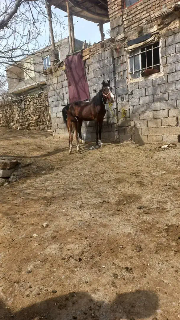 مادیون|اسب و تجهیزات اسب‌سواری|سنقر, |دیوار