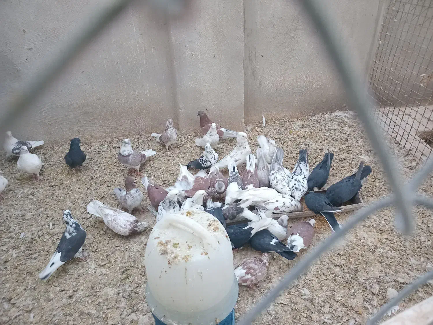 کبوتر|پرنده|گرمسار, |دیوار