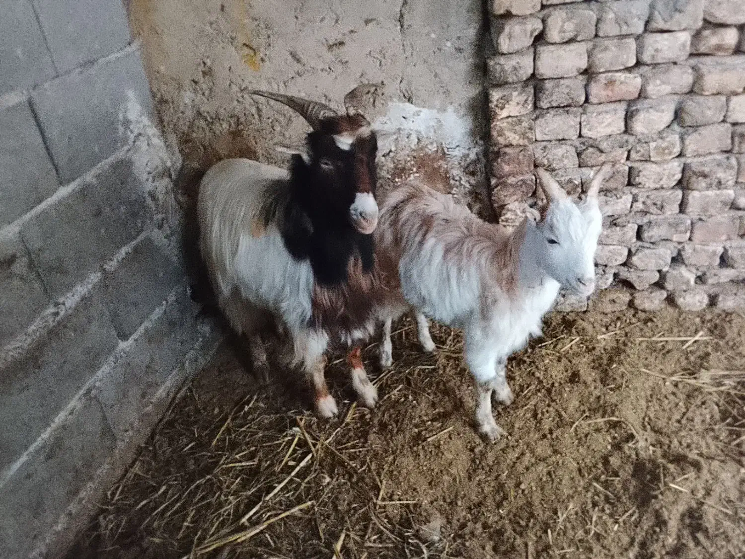 دو تا بزغاله نر|حیوانات مزرعه|قرق, |دیوار