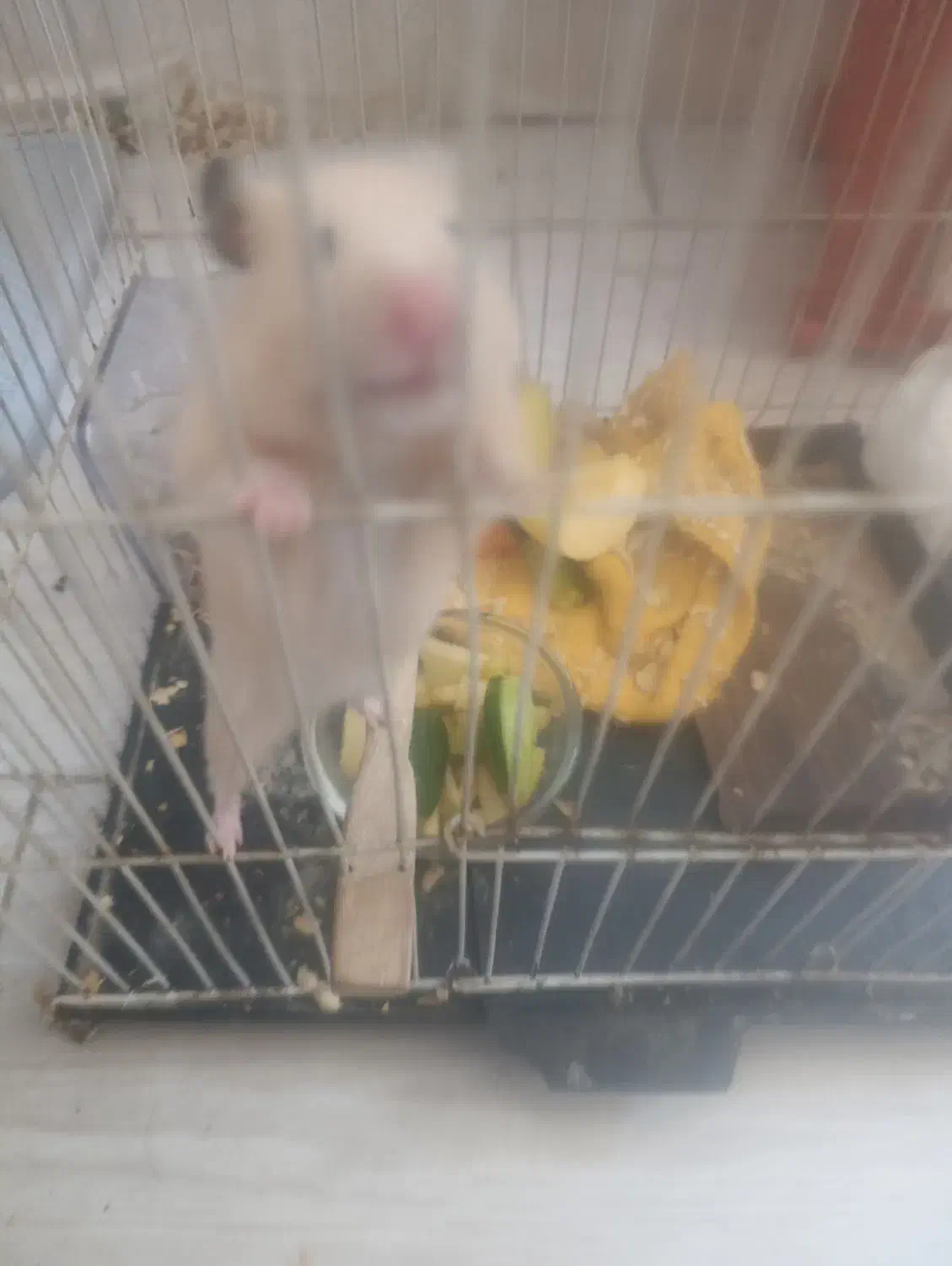 همسترر با ارسال به شهرستان|موش و خرگوش|مشهد, شهید رضوی|دیوار