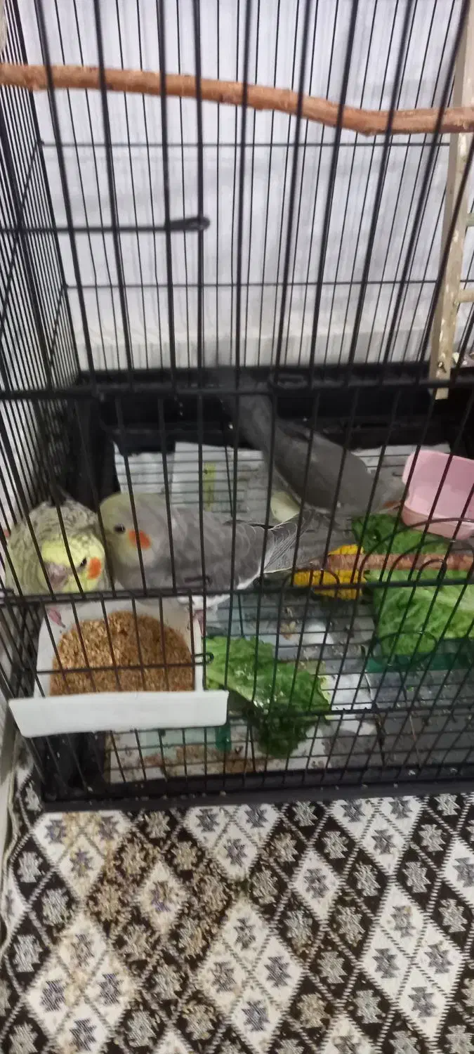 جوجه عروس هلندی نر|پرنده|قدس, شهر‌قدس|دیوار