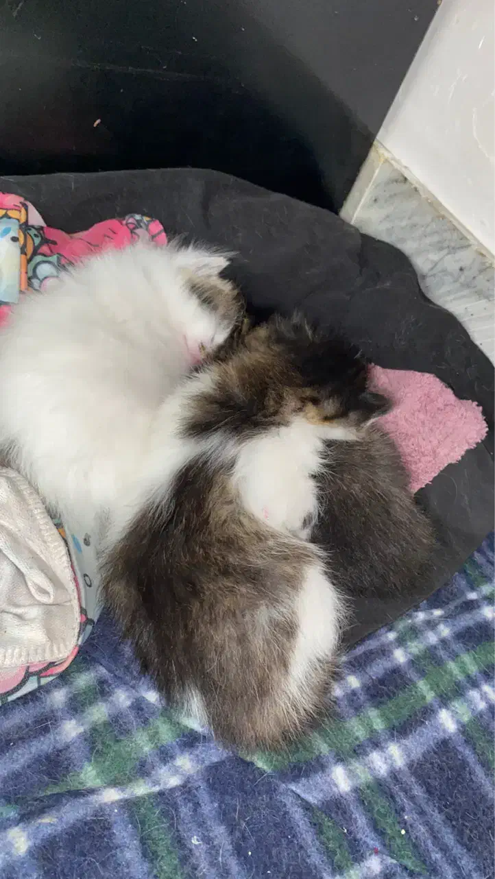 گربه مادر با ۳ تا بچه ۲ تا ماده ۱ نر|گربه|کرمان, |دیوار