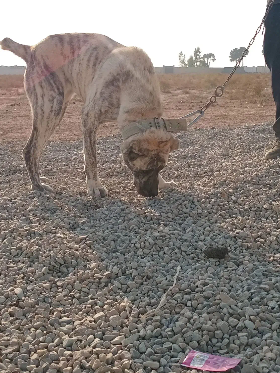 ماده خراسانی|سگ|جوادآباد, |دیوار