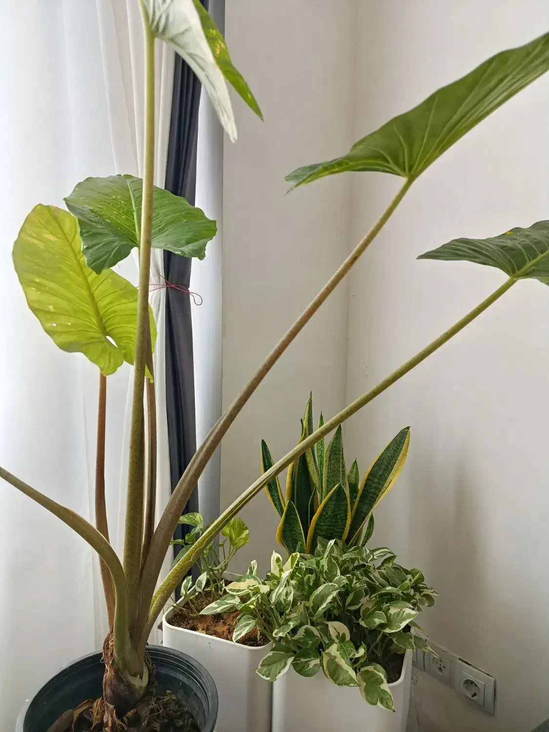 آقا هستم بدنبال همخانه آقا|اجارهٔ آپارتمان|شیراز, شهرک فرهنگیان|دیوار