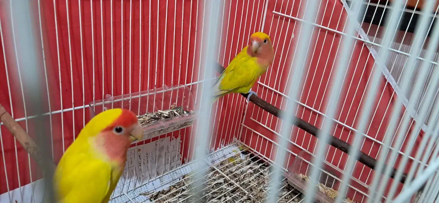 فروش فوری طوطی برزیلی(کوتوله برزیلی)صورت هلویی زرد|پرنده|قائم‌شهر, |دیوار