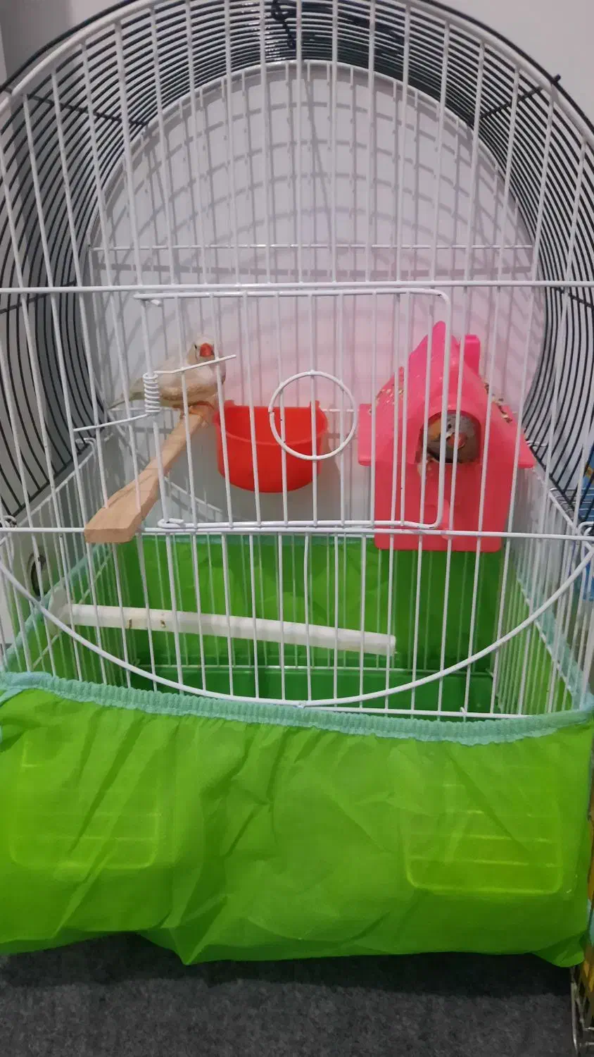 یک جفت فنچ مولدویک عددمرغ عشق نرباقفس|پرنده|ملارد, |دیوار