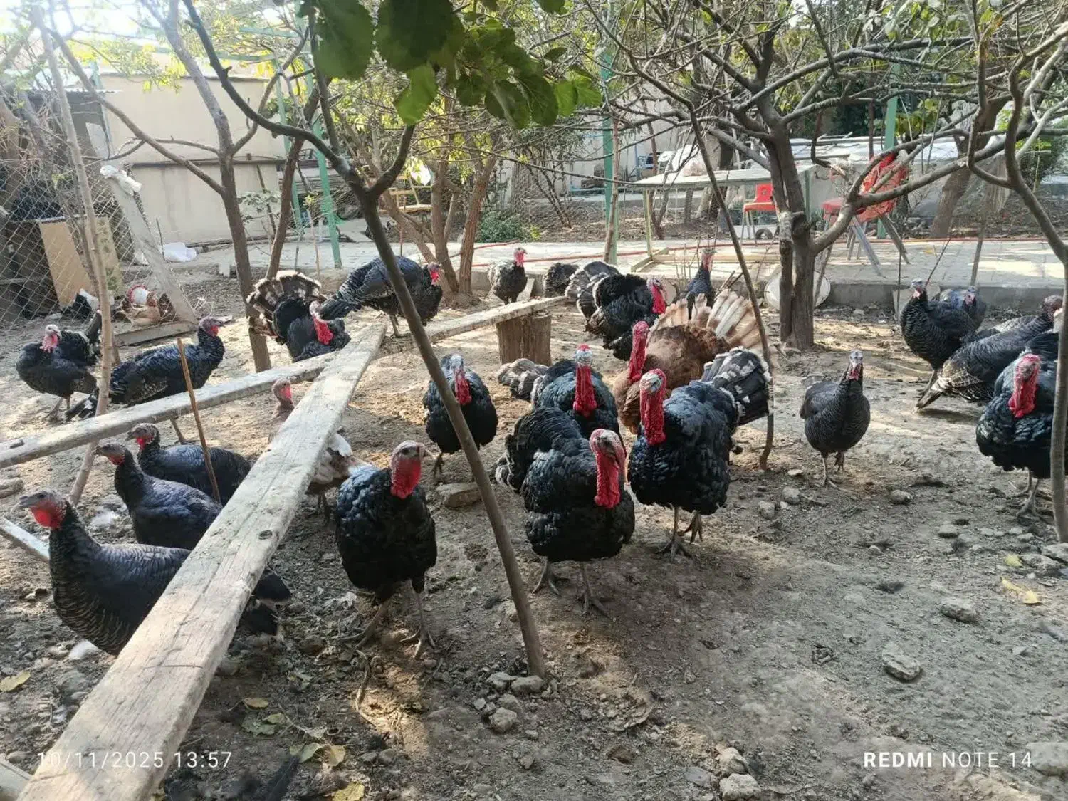 بوقلمون نر برنز|حیوانات مزرعه|فردیس, انبار نفت|دیوار