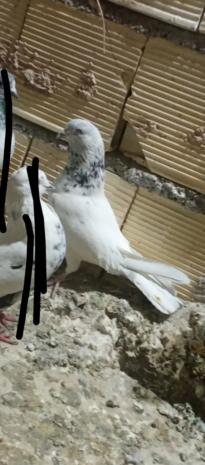 کبوتر کله دم سربی نر مست|پرنده|ایلام, |دیوار