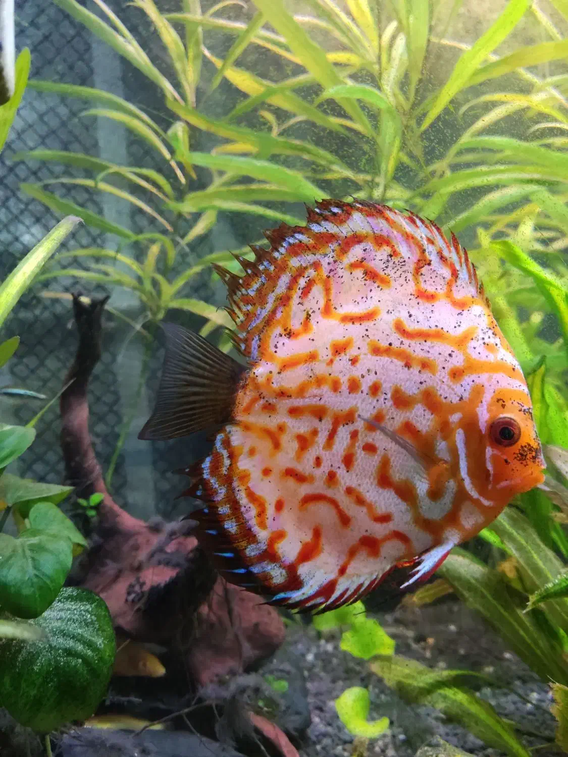 ماهی|ماهی|نقده, |دیوار