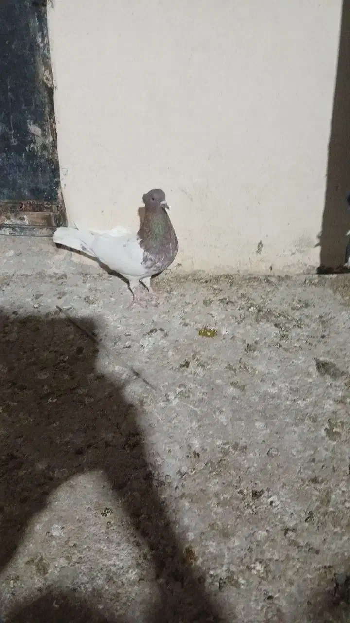کبوترکله هوای پرشی میزون|پرنده|مشهد, چاهشک|دیوار