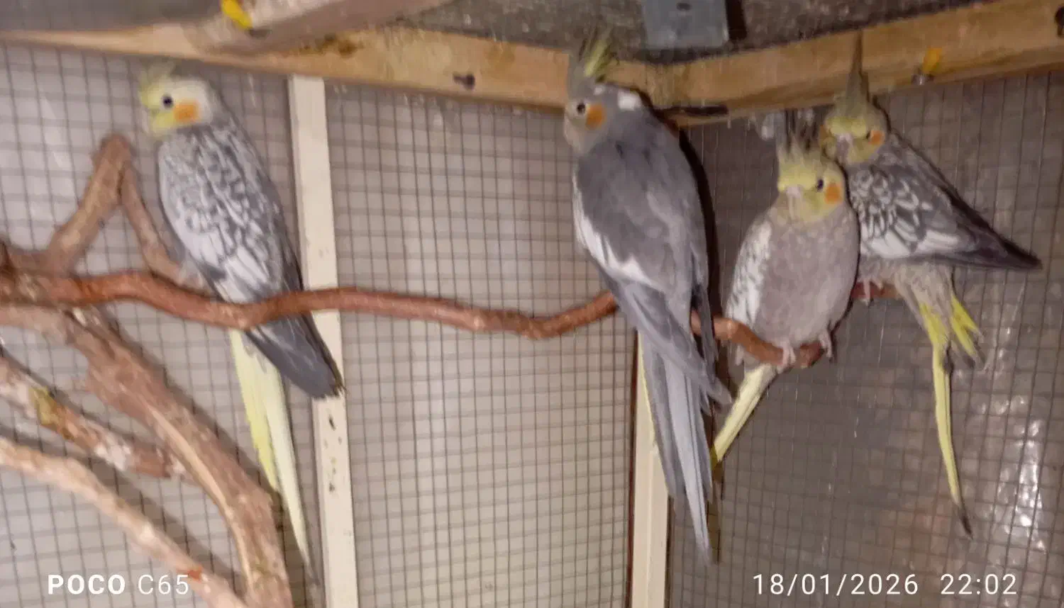 عروس هلندی جفت و جوجه|پرنده|تهران, تهرانسر غربی|دیوار