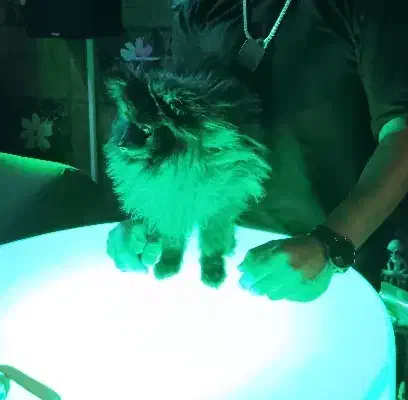 سگ پامر|سگ|اصفهان, نقش جهان|دیوار