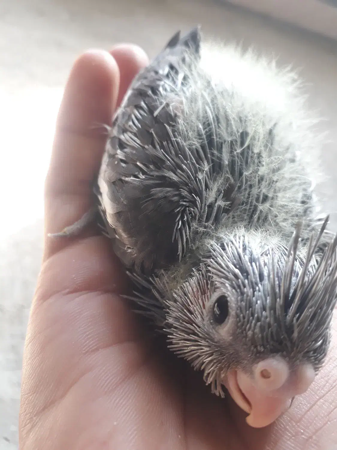 فرقون|پرنده|آزادشهر, |دیوار