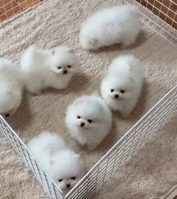 سگ پامر گرید A بازید مساوی خرید|سگ|مشهد, اقبال|دیوار