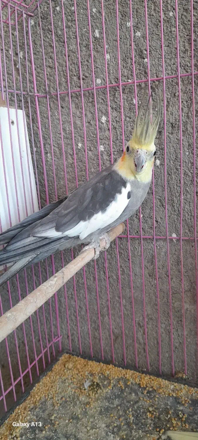 عروس هلندی|پرنده|سبزوار, رباط|دیوار