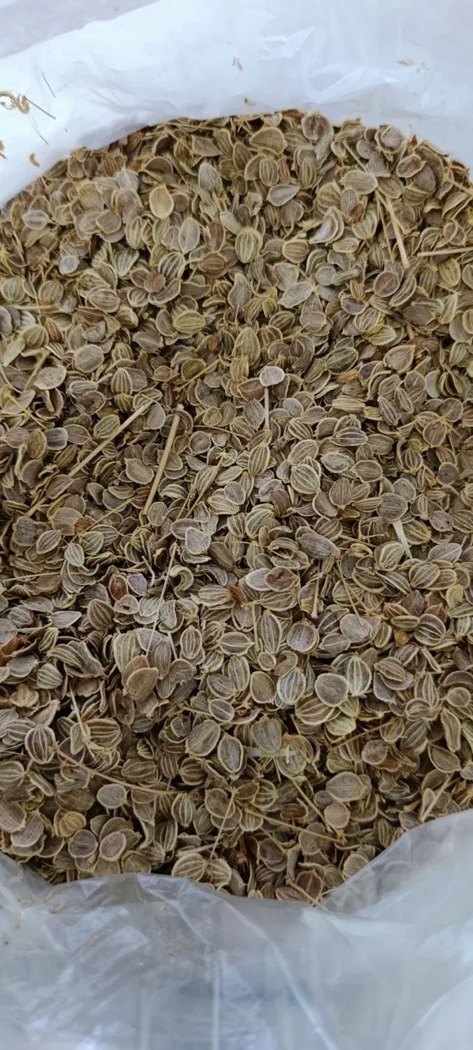 بذر کرفس، بنسرخ، چویل، موسیر کوهی|عمده‌فروشی|کوهرنگ, |دیوار