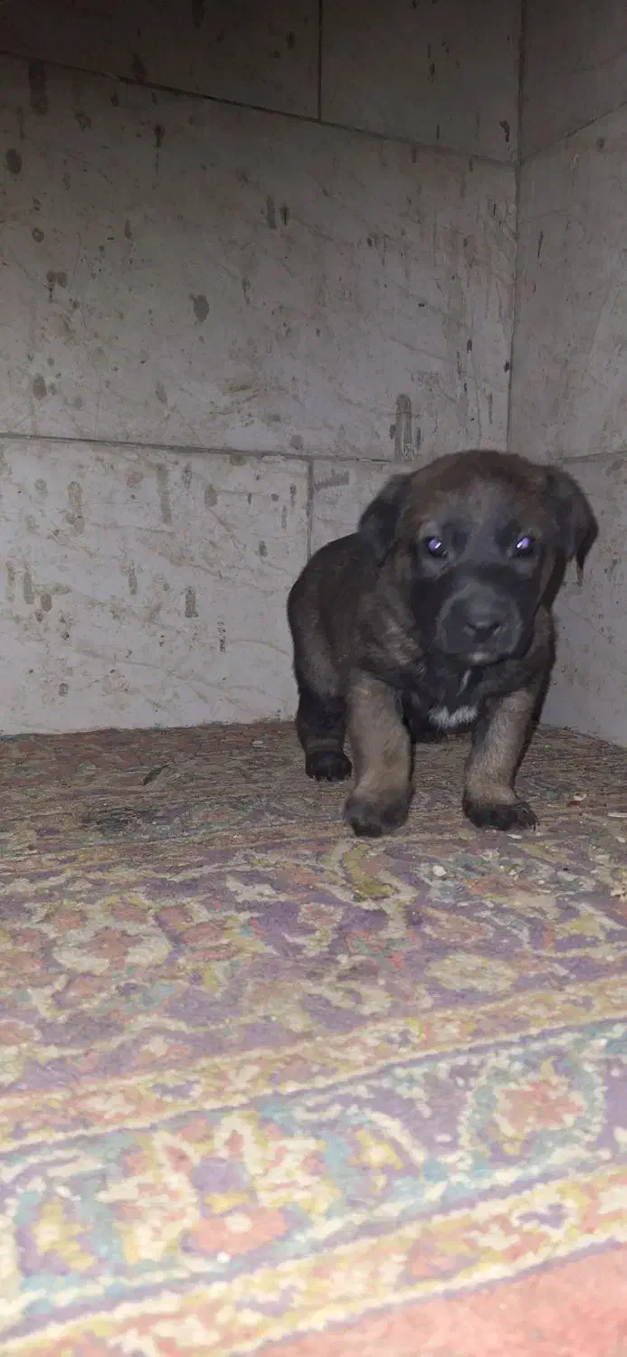 ی جفت مالینیوز بایک عدد توله ماده|سگ|اصفهان, خوراسگان|دیوار