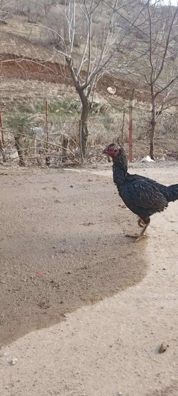 مرغ دورگه|حیوانات مزرعه|جوانرود, |دیوار