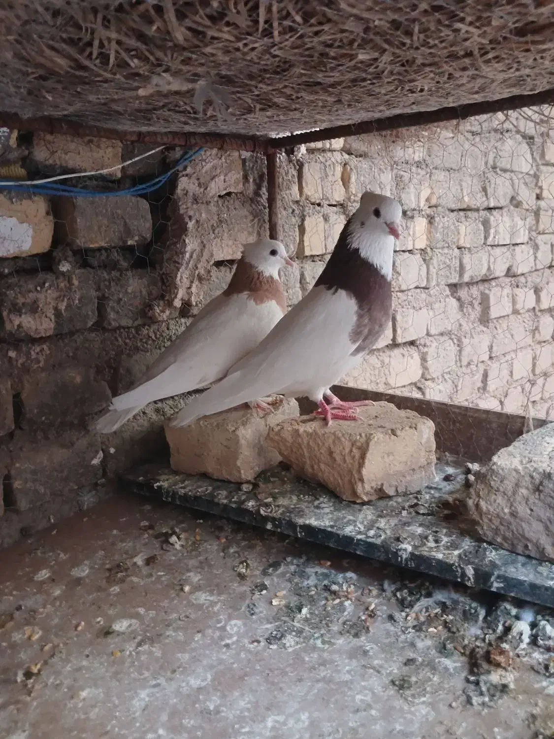 طوقی|پرنده|بافق, |دیوار