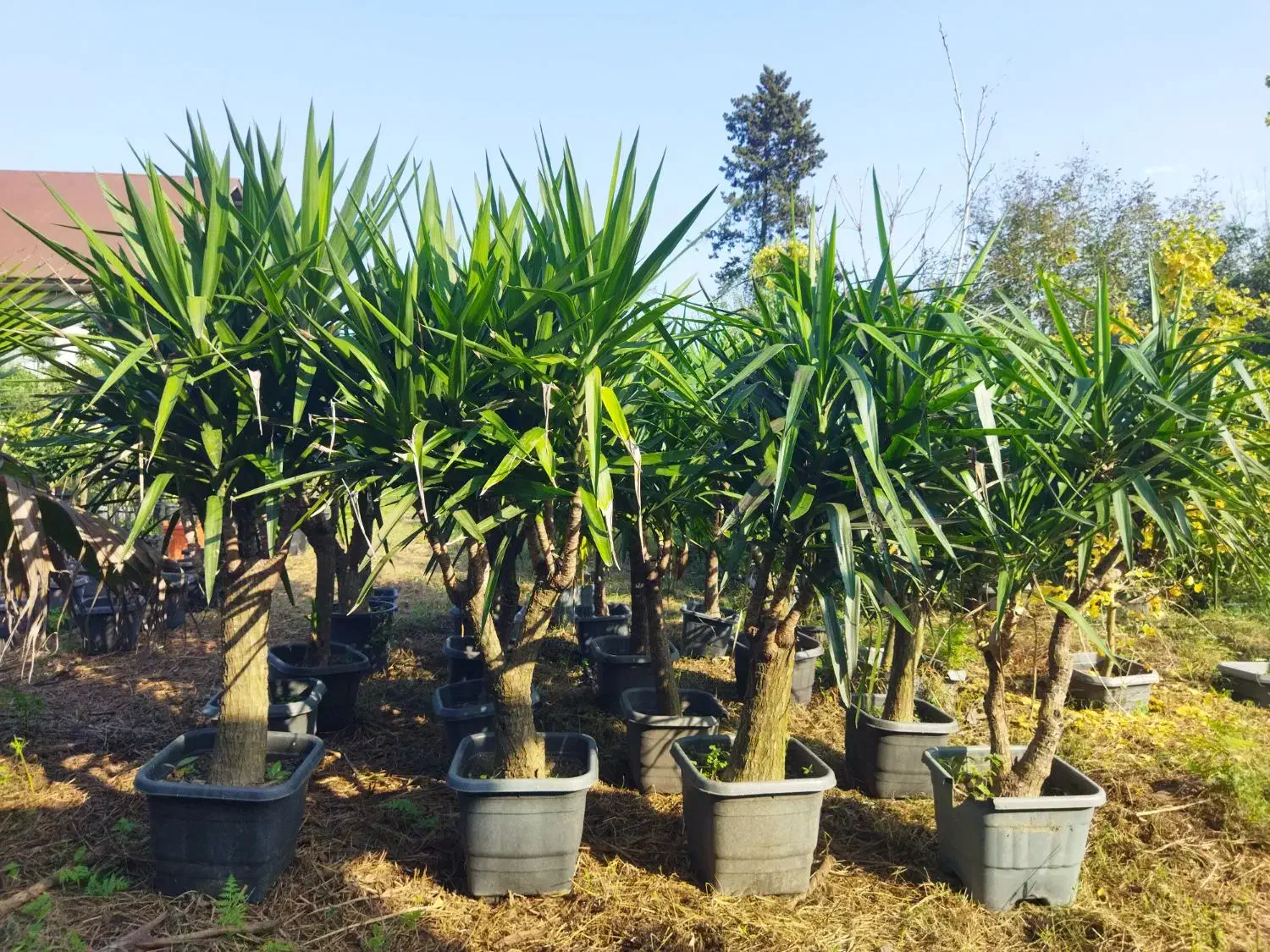 یوکا بنسای|گل و گیاه طبیعی|کلاچای, |دیوار