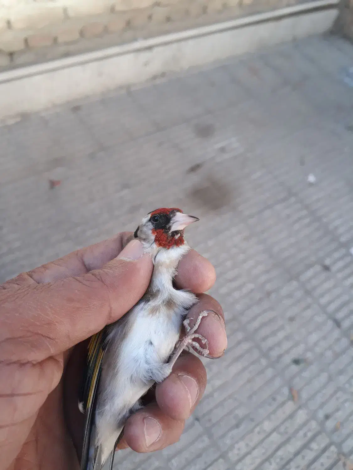 سره قناری .قفس پرون|پرنده|ری, ولی آباد|دیوار