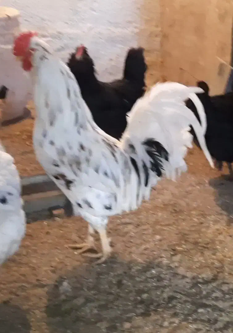 خروس گلین|حیوانات مزرعه|دلیجان, |دیوار