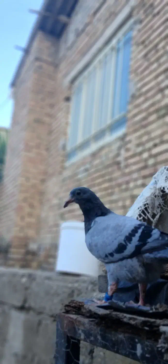 کبوتر خارجی|پرنده|گنبد کاووس, |دیوار