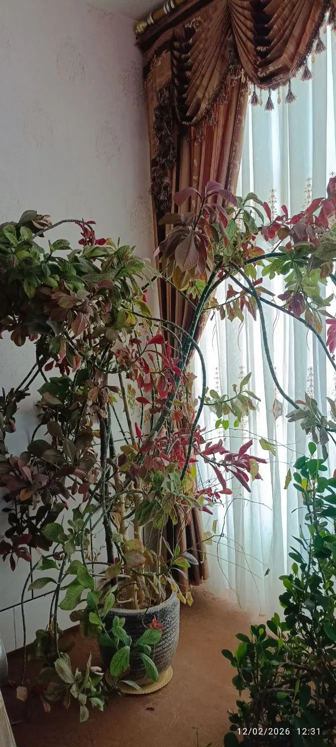 فروش گل|گل و گیاه طبیعی|پیر بکران, |دیوار