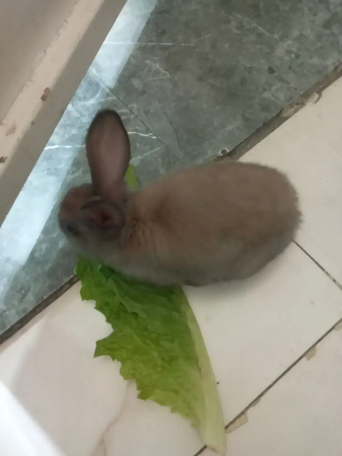 خرگوش|موش و خرگوش|اهواز, بهارستان|دیوار