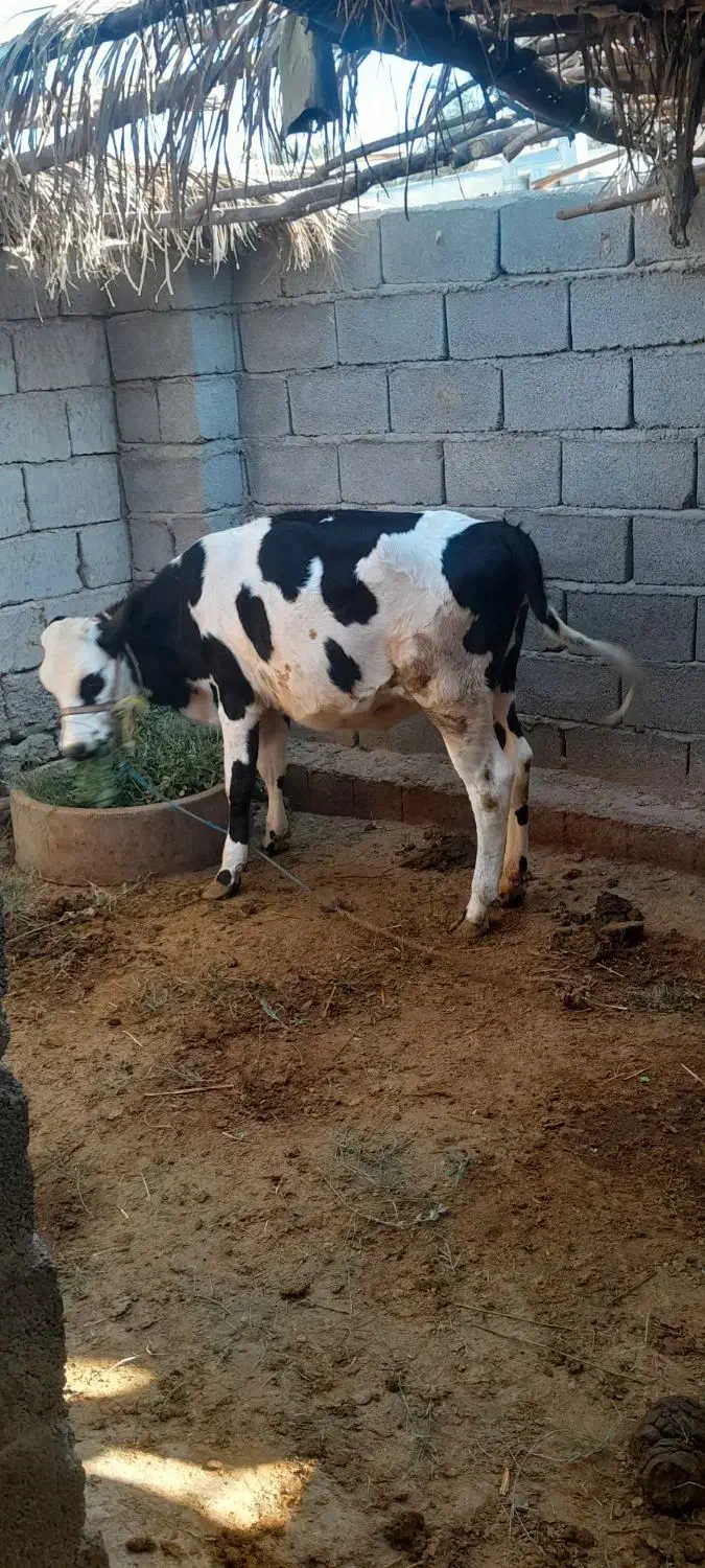 گوساله|حیوانات مزرعه|جیرفت, |دیوار