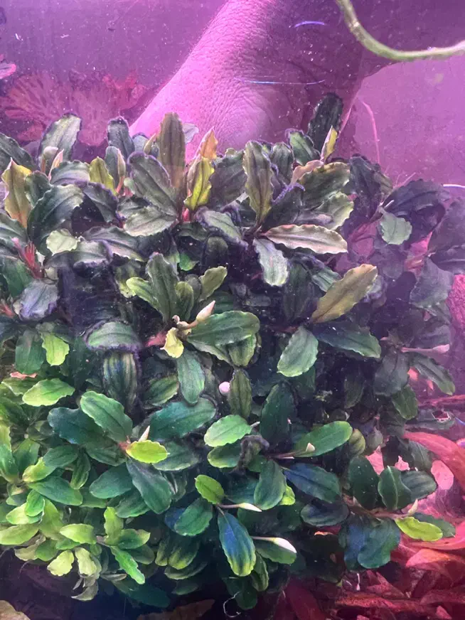 گل و گیاه اکواریوم پلنت|ماهی|تبریز, |دیوار