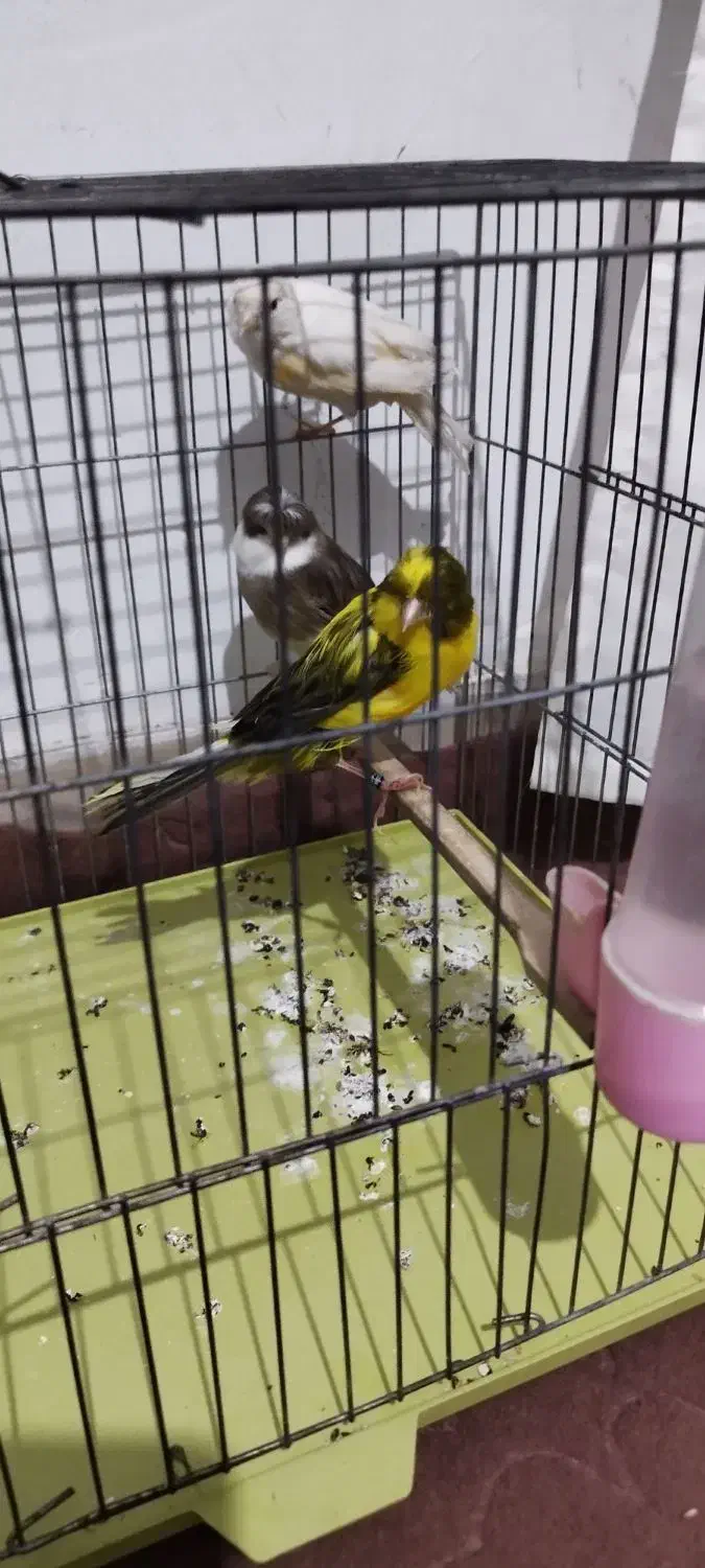 3 عدد قناری|پرنده|قرچک, باقرآباد|دیوار