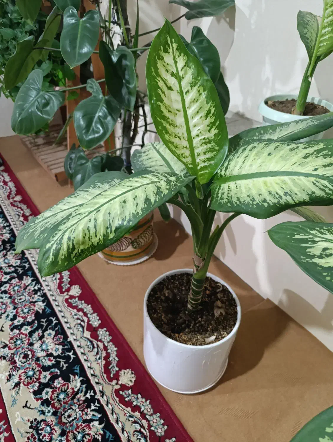 گل های شاداب|گل و گیاه طبیعی|بجنورد, |دیوار