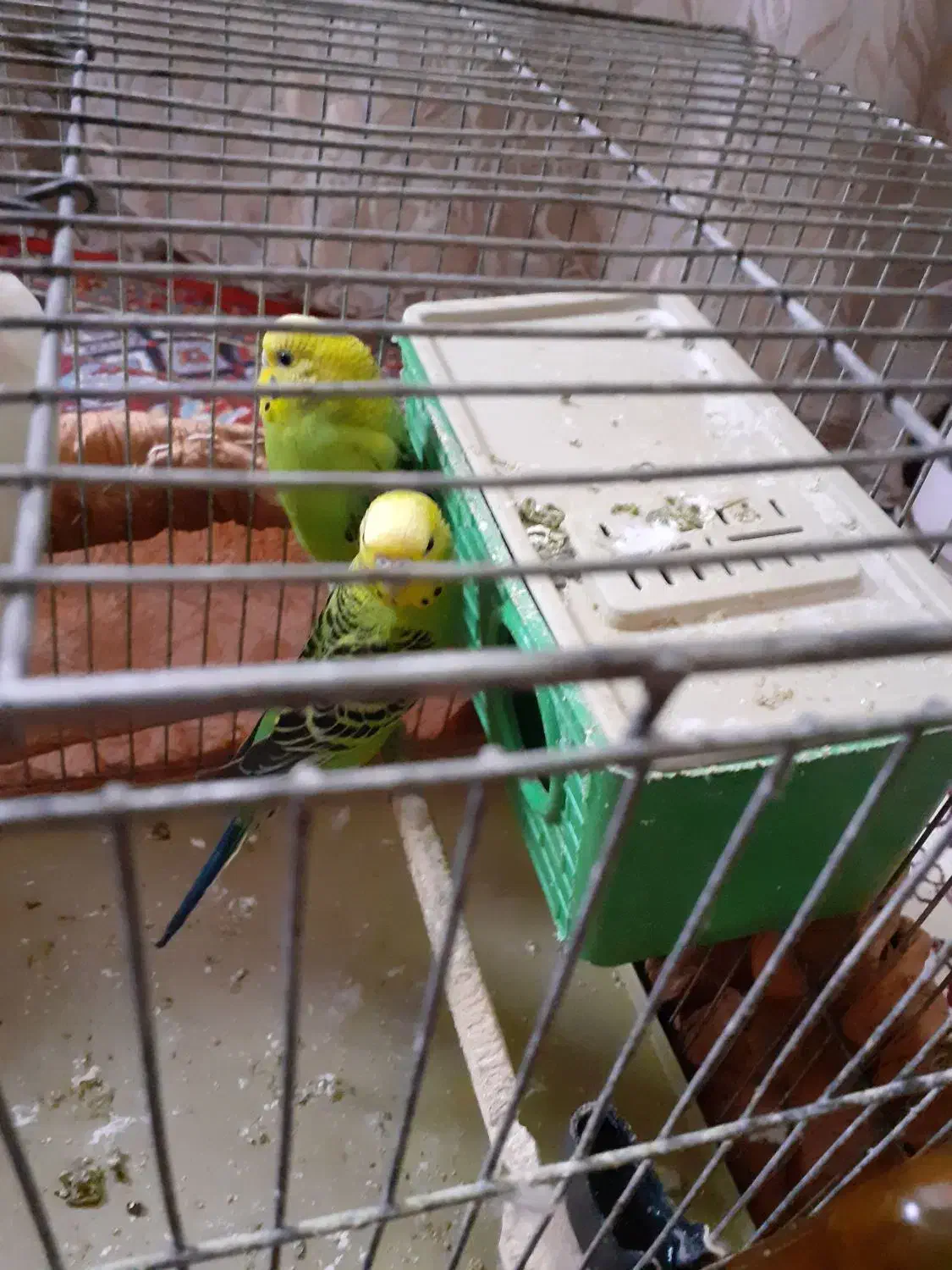 دوعدد مرغ عشق|پرنده|سردرود, |دیوار