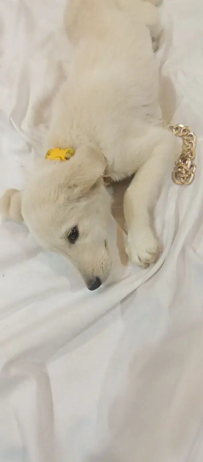 سگ لابرادور رتریور|سگ|یزد, |دیوار