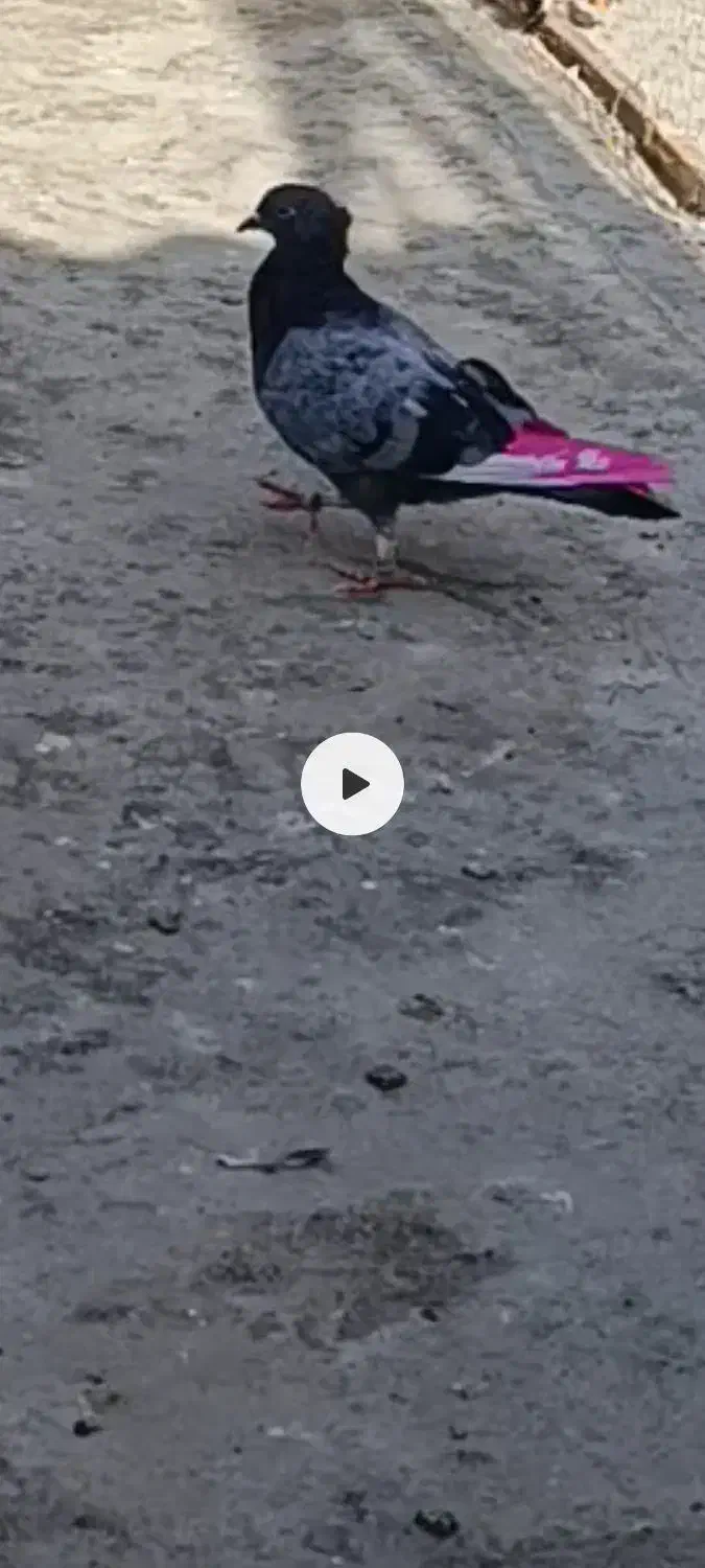 کفترگمشده|پرنده|باقرشهر, |دیوار