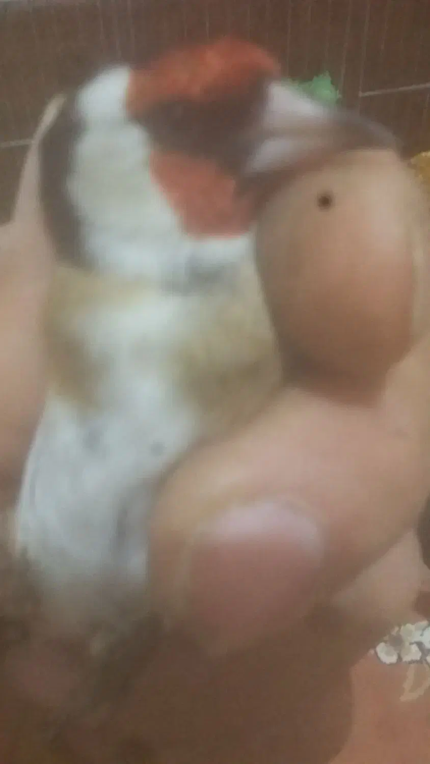 فروشی|پرنده|سردشت, |دیوار