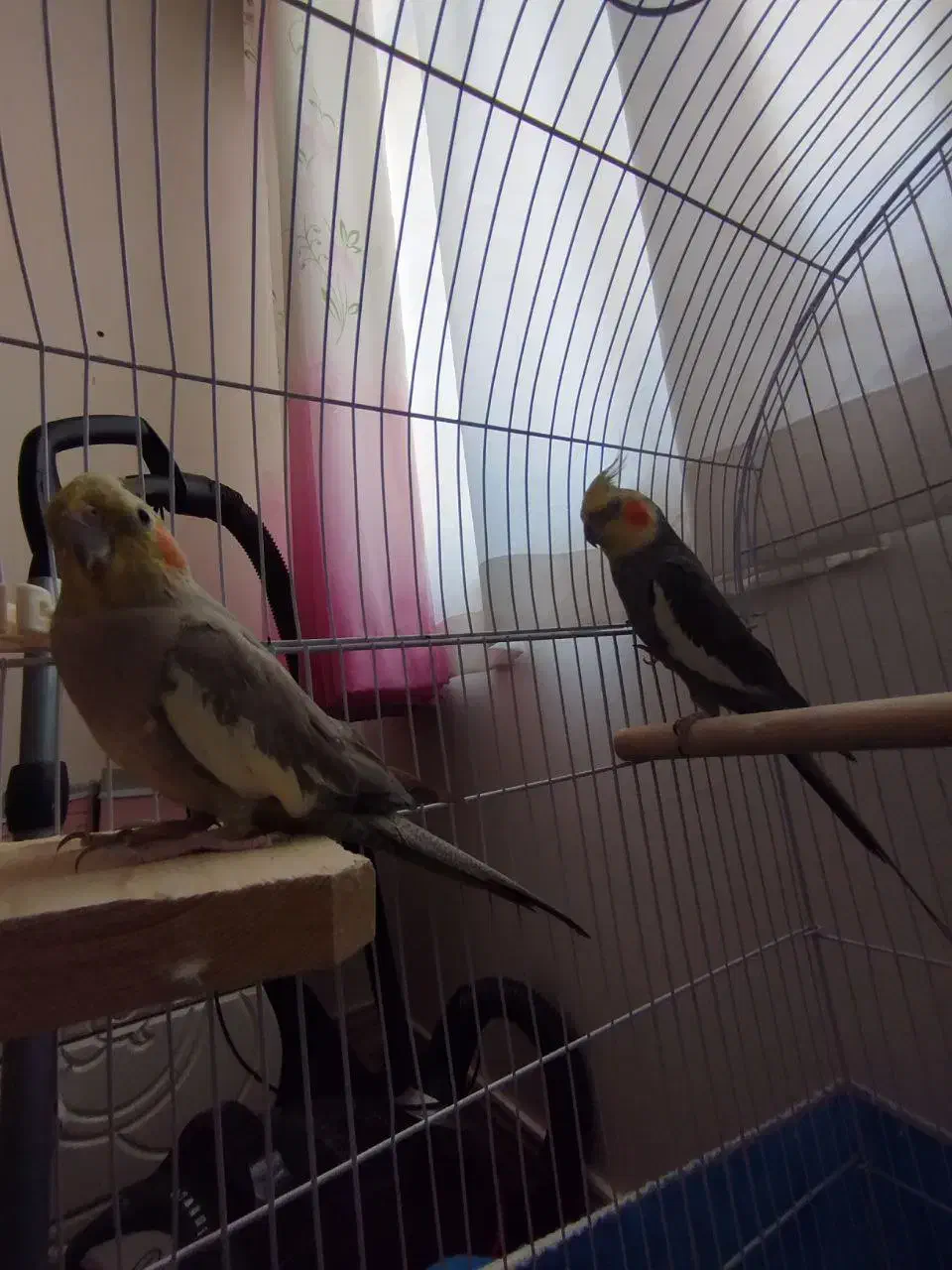 عروس هلندی مولد|پرنده|شازند, |دیوار