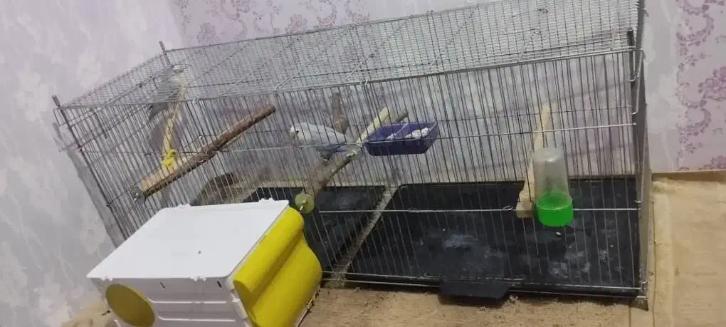 طوطی برزیلی|پرنده|خرمشهر, |دیوار