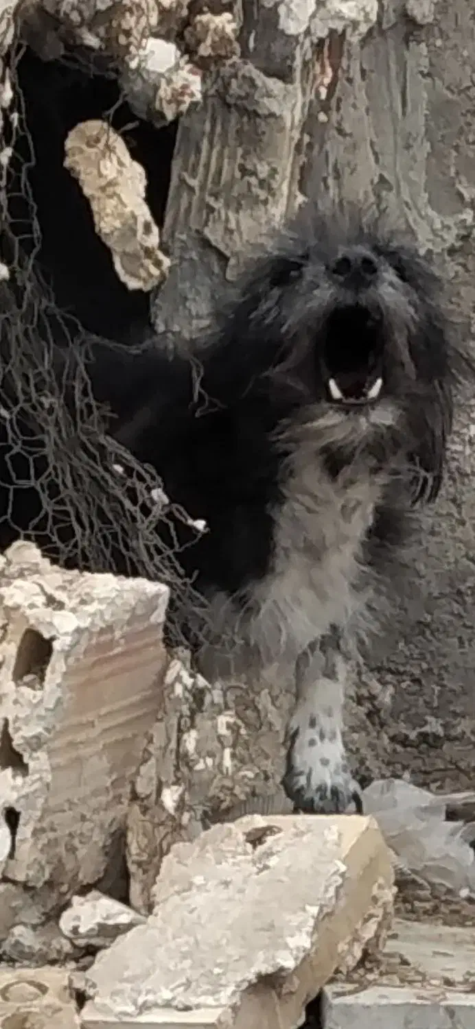 حیوان|سگ|زابل, |دیوار